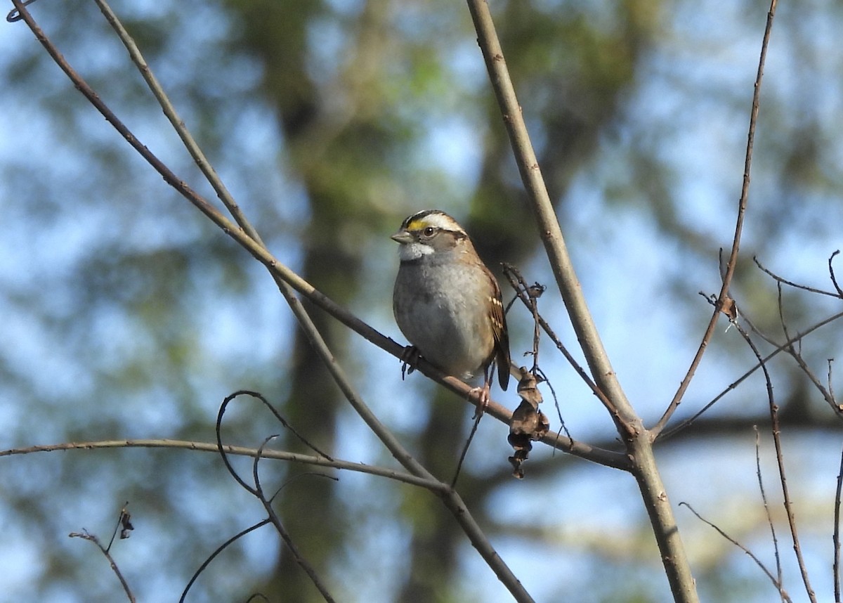White-throated Sparrow - ML646805637
