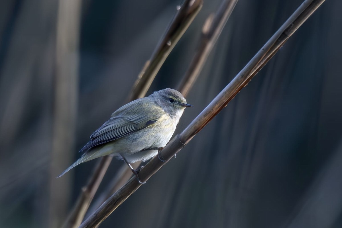 Zilpzalp (Taigazilpzalp) - ML646805639