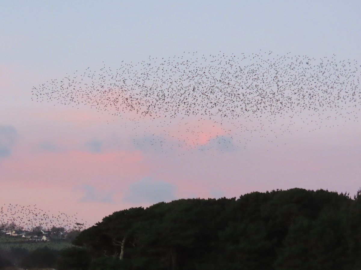 European Starling - ML646805655
