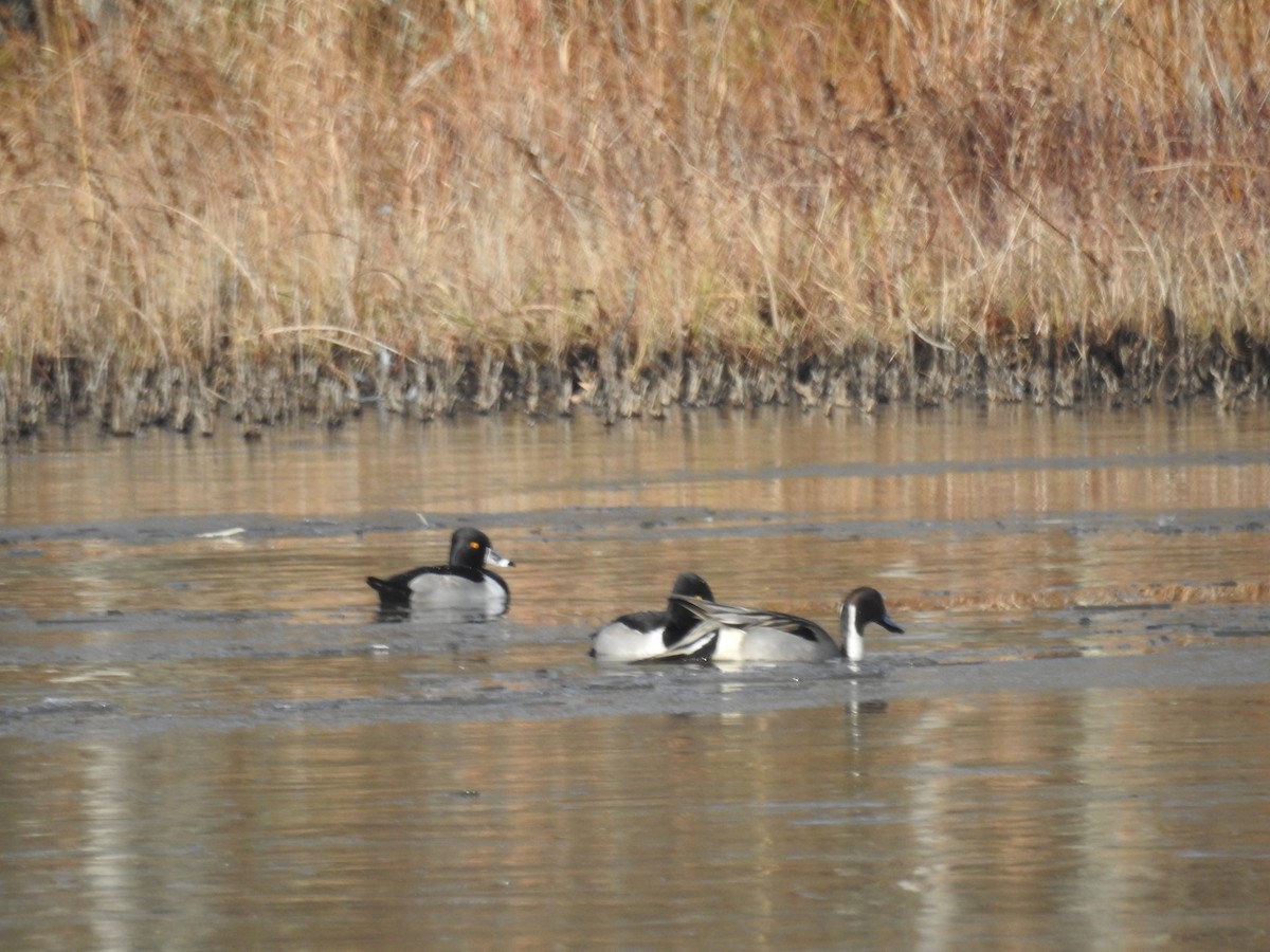 Moretta dal collare - ML646805657