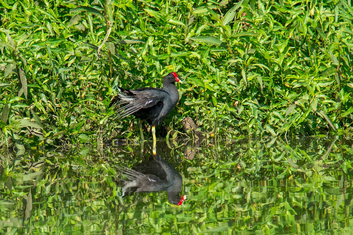 Курочка латиноамериканська - ML646805658