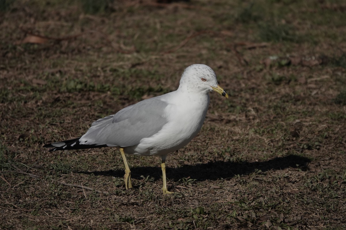 Ring-billed Gull - ML646805660