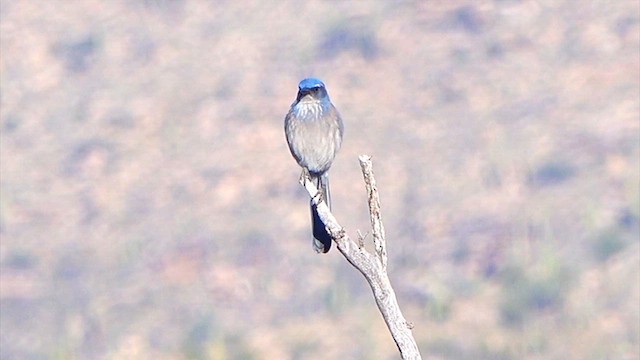 Woodhouse's Scrub-Jay - ML646805662