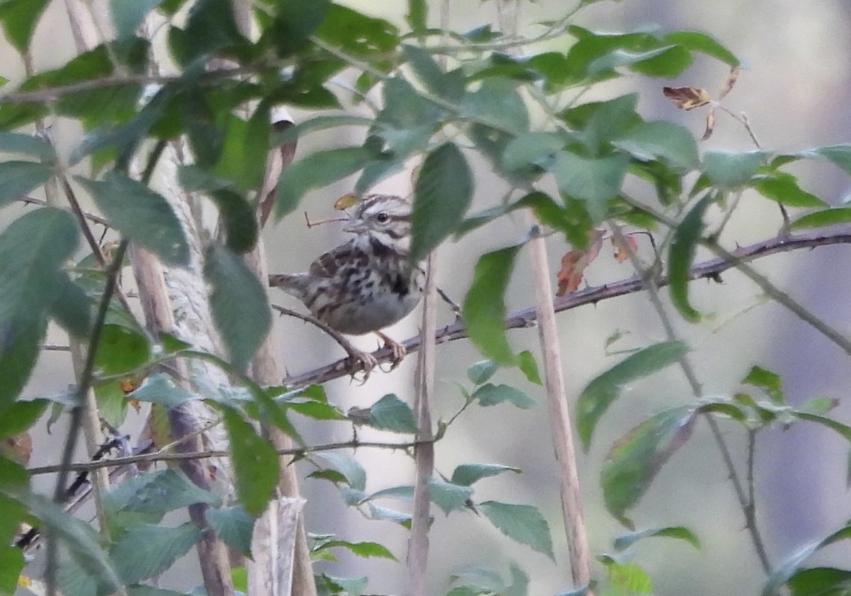 Song Sparrow - ML646805663