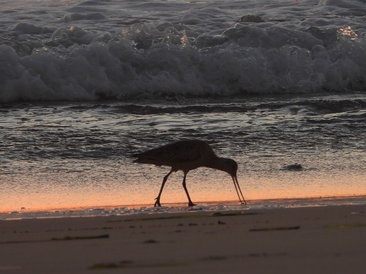 Marbled Godwit - ML646805664