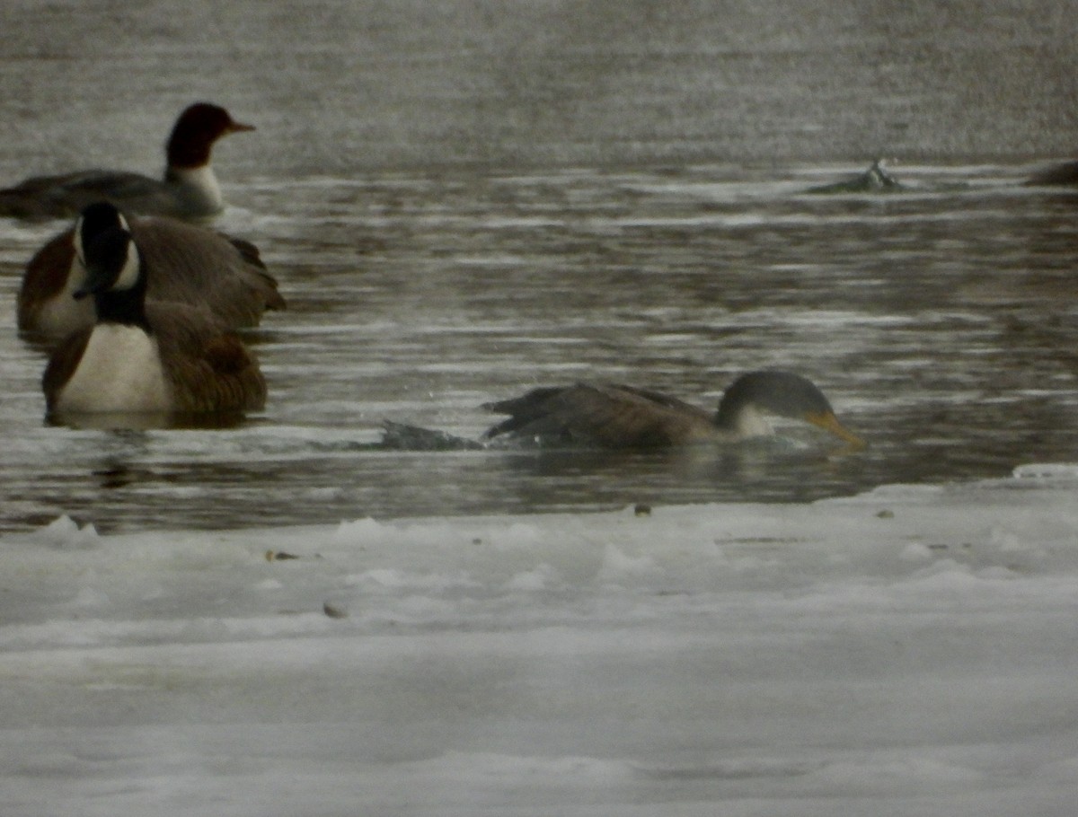 Cormorán Orejudo - ML646805665