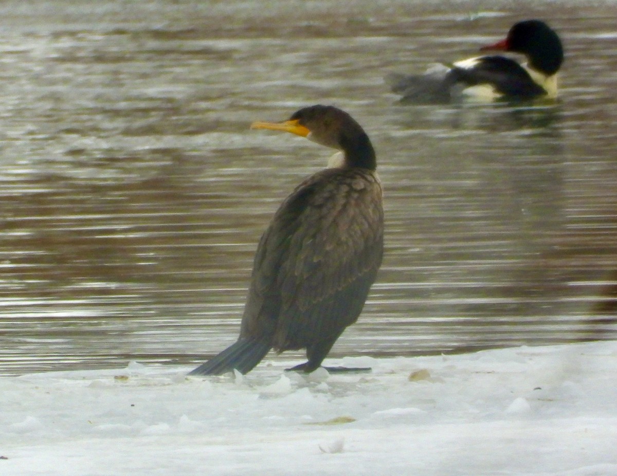 Cormorán Orejudo - ML646805666