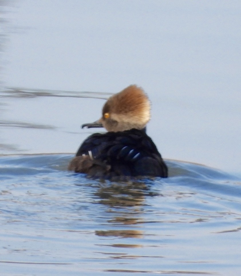 Zerra buruhandia - ML646805668