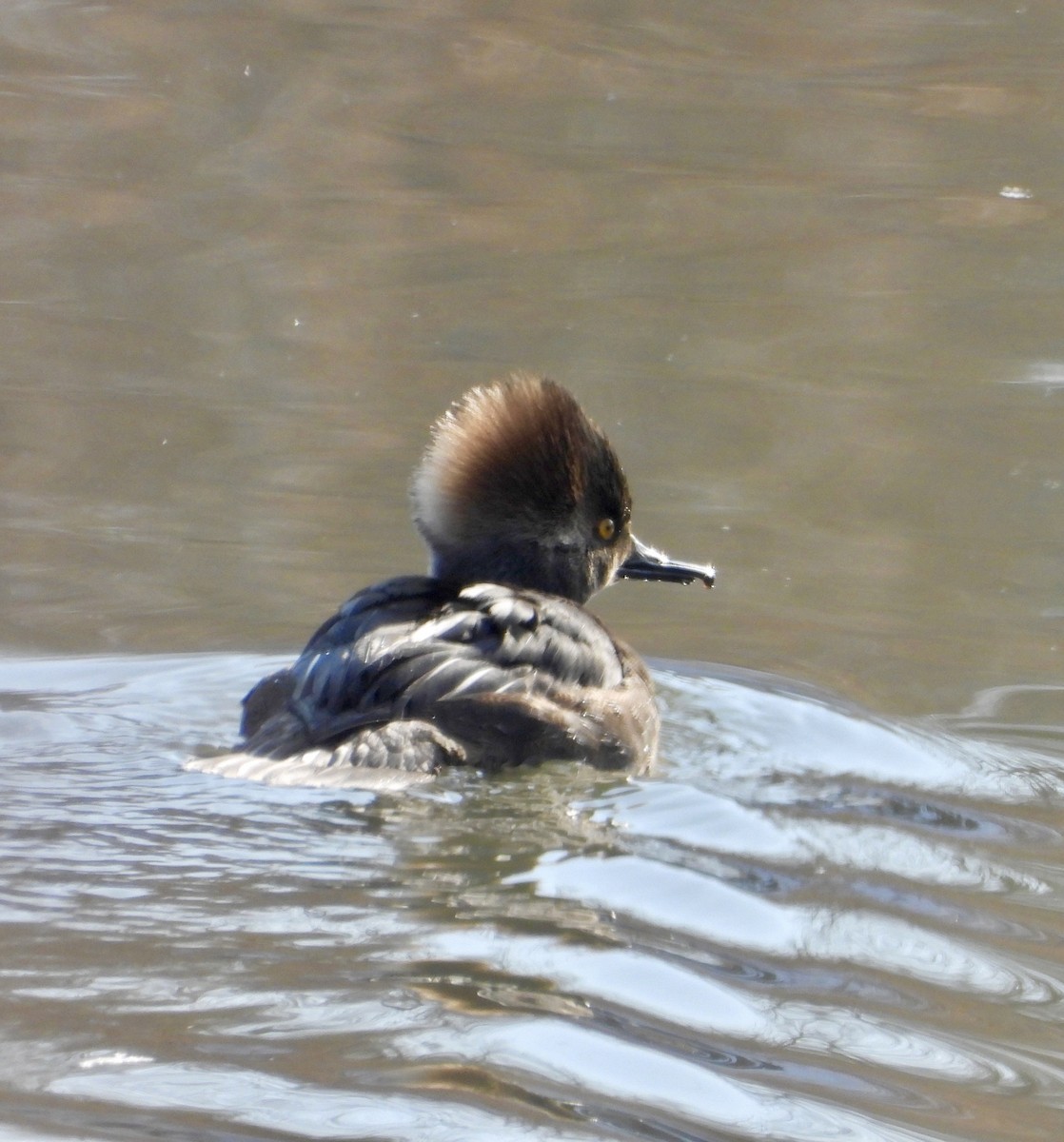 Zerra buruhandia - ML646805669