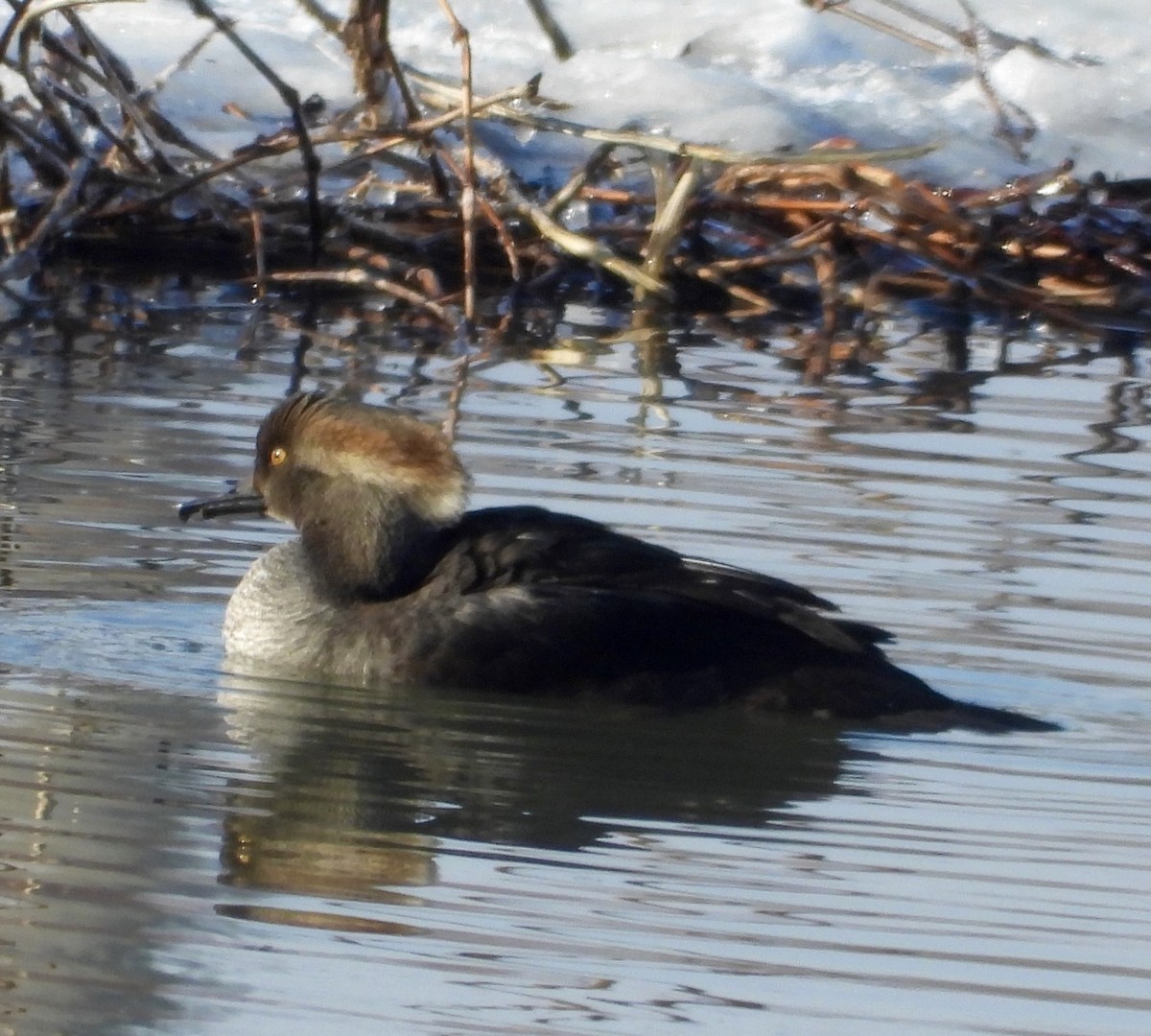 Zerra buruhandia - ML646805670