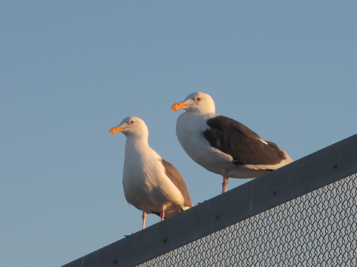 Western Gull - ML646805678