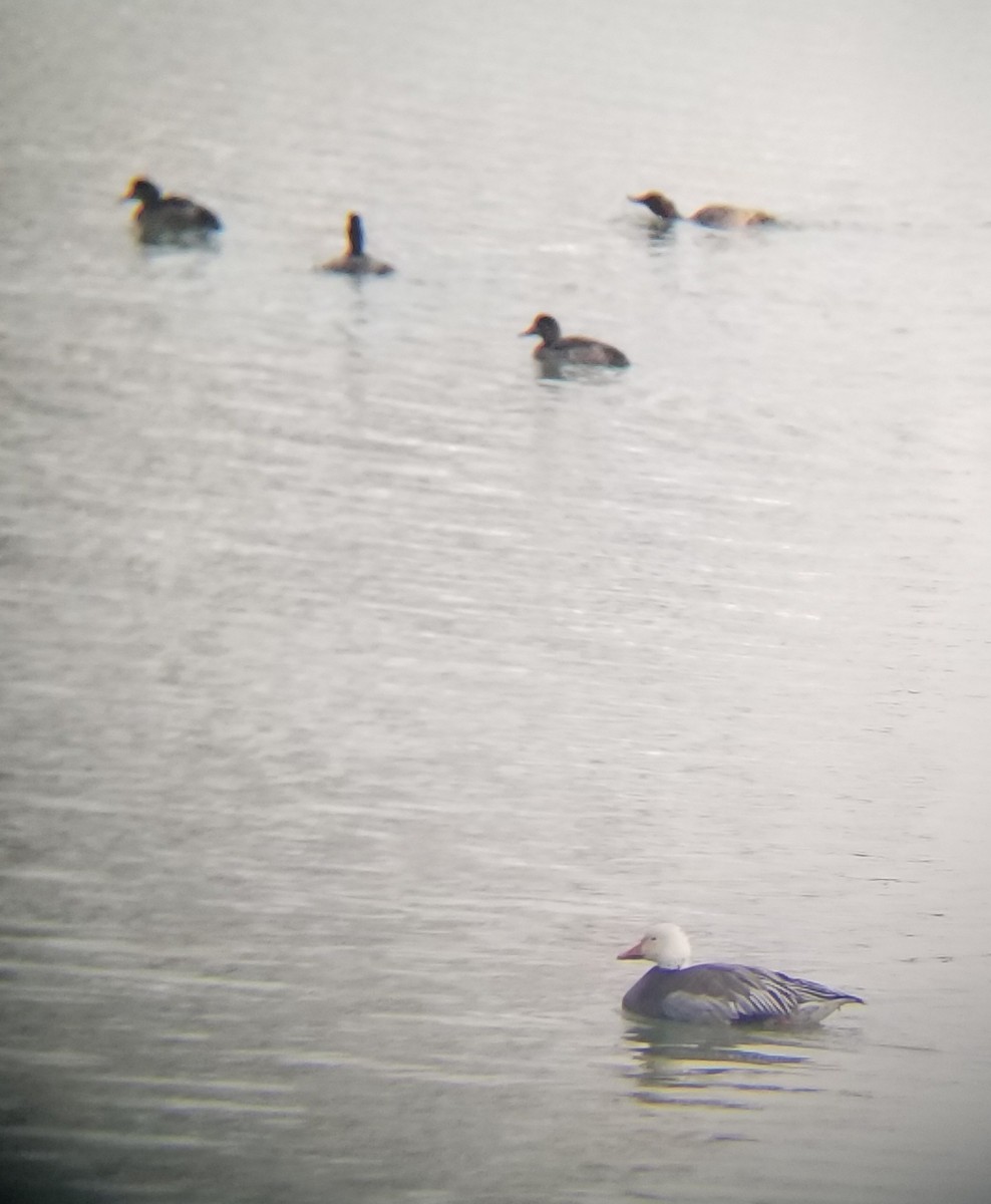 Snow Goose - ML646805680