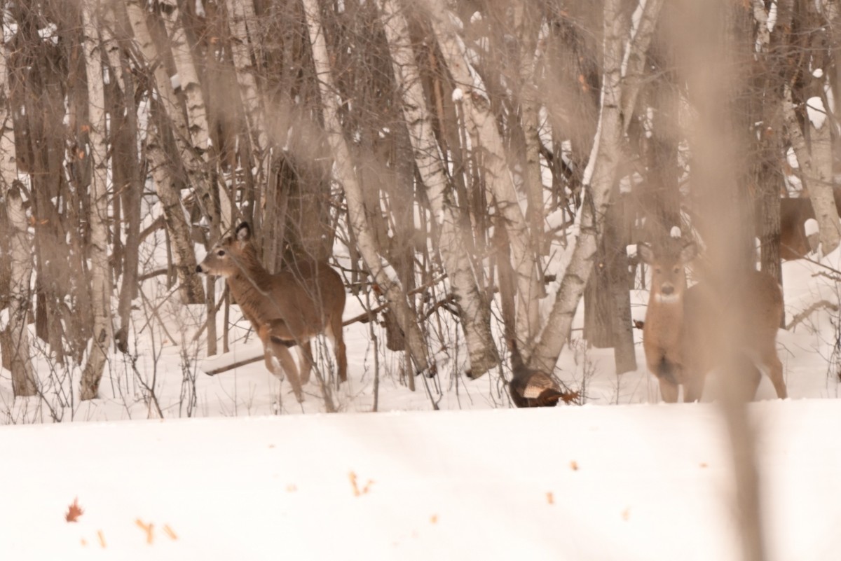 הודן בר - ML646805681