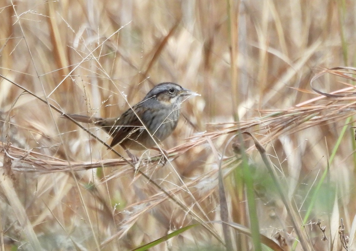 Swamp Sparrow - ML646805682