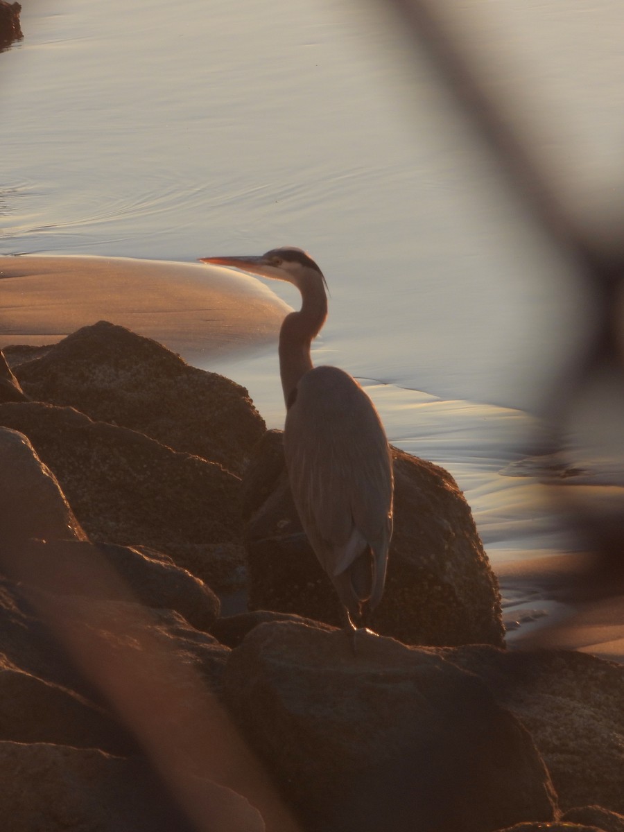 Great Blue Heron - ML646805687