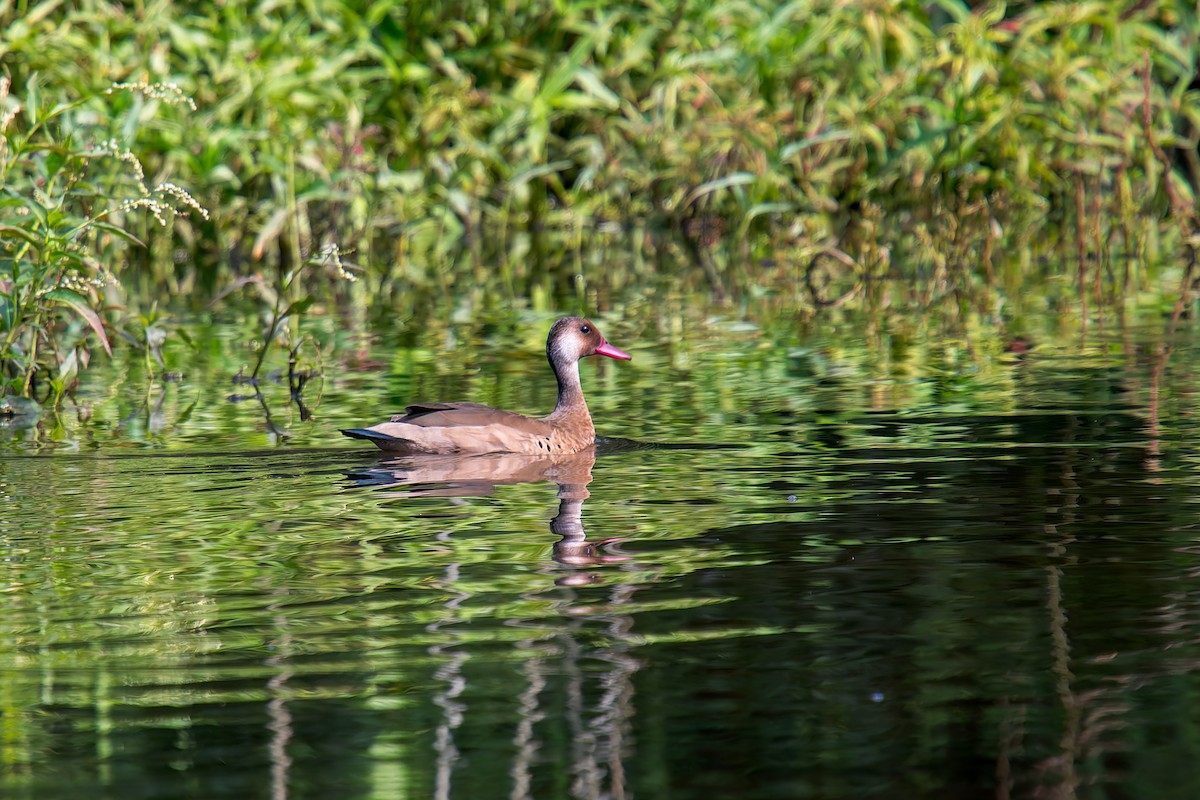 Чирянка бразильська - ML646805688
