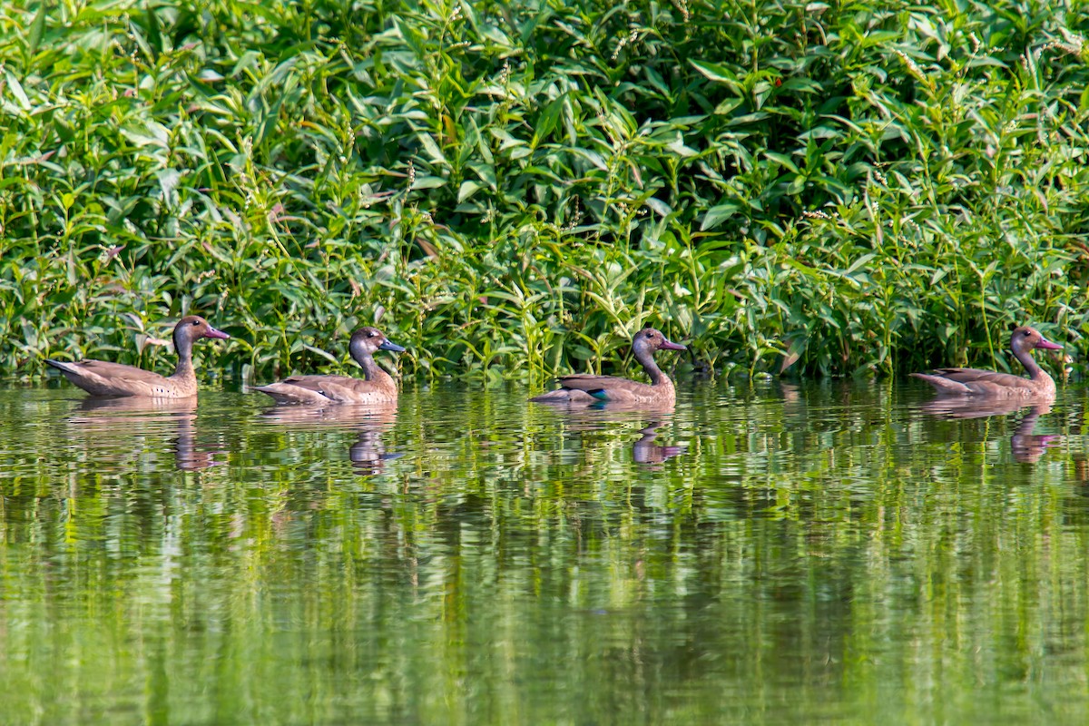 Чирянка бразильська - ML646805690