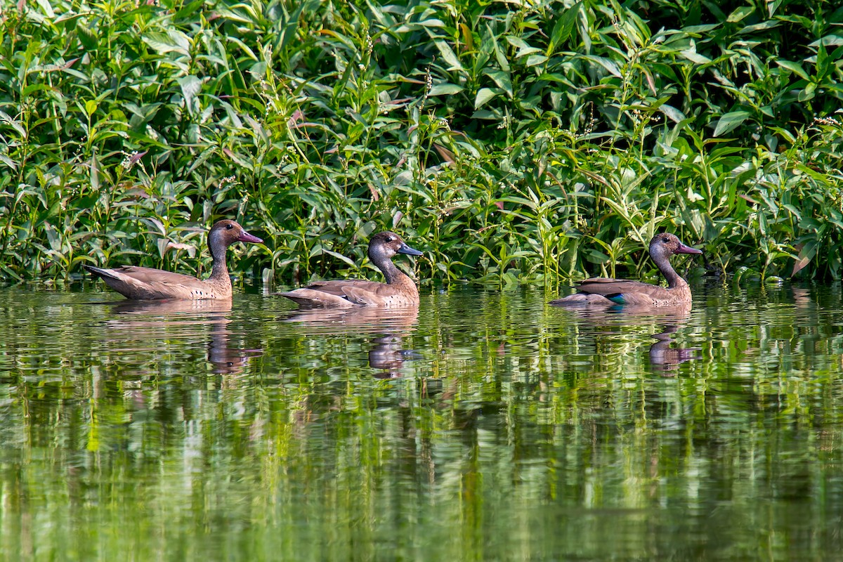 Чирянка бразильська - ML646805691