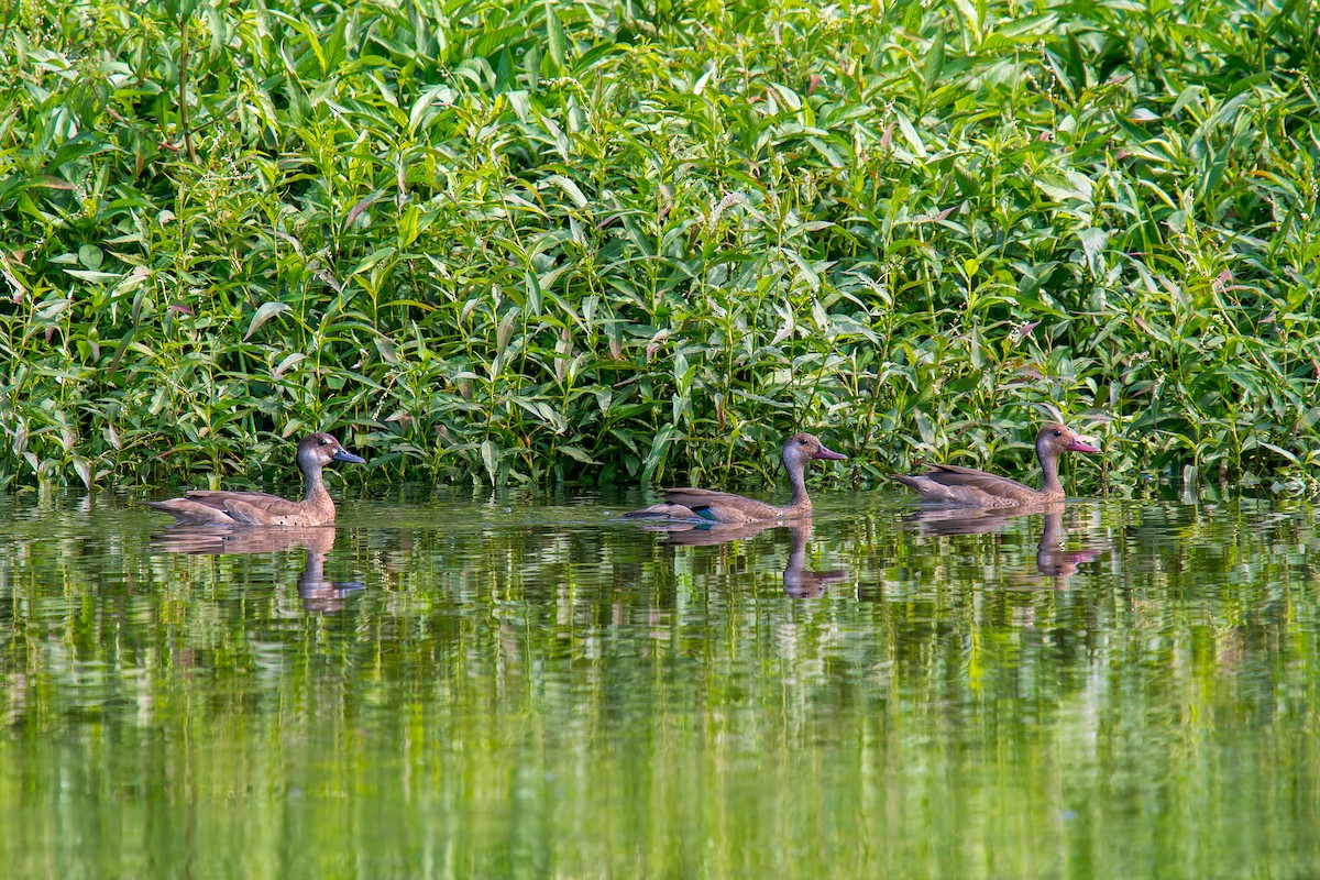 Чирянка бразильська - ML646805693