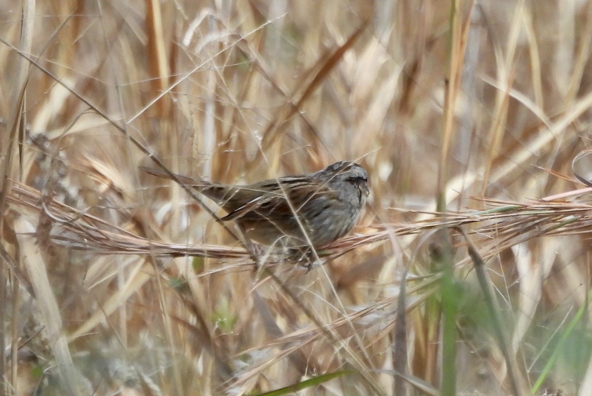 Swamp Sparrow - ML646805694