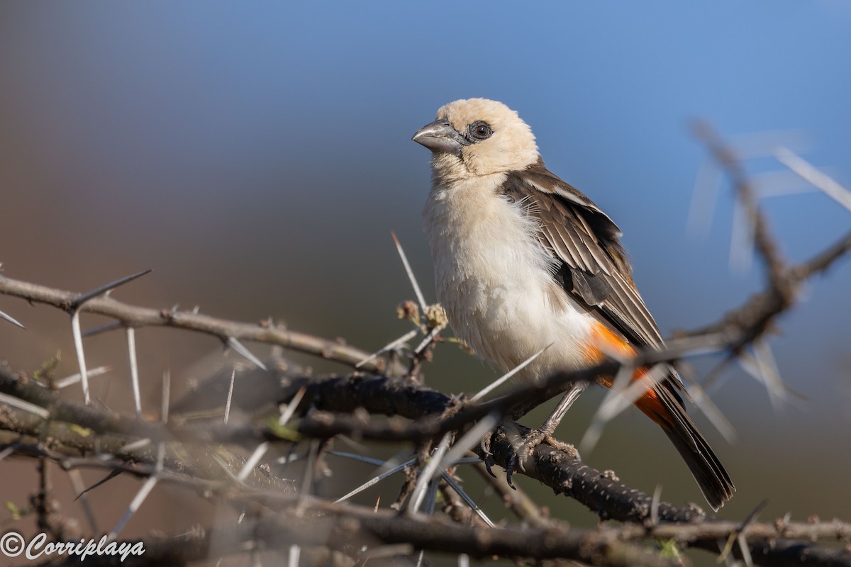 White-headed Buffalo-Weaver - ML646805703