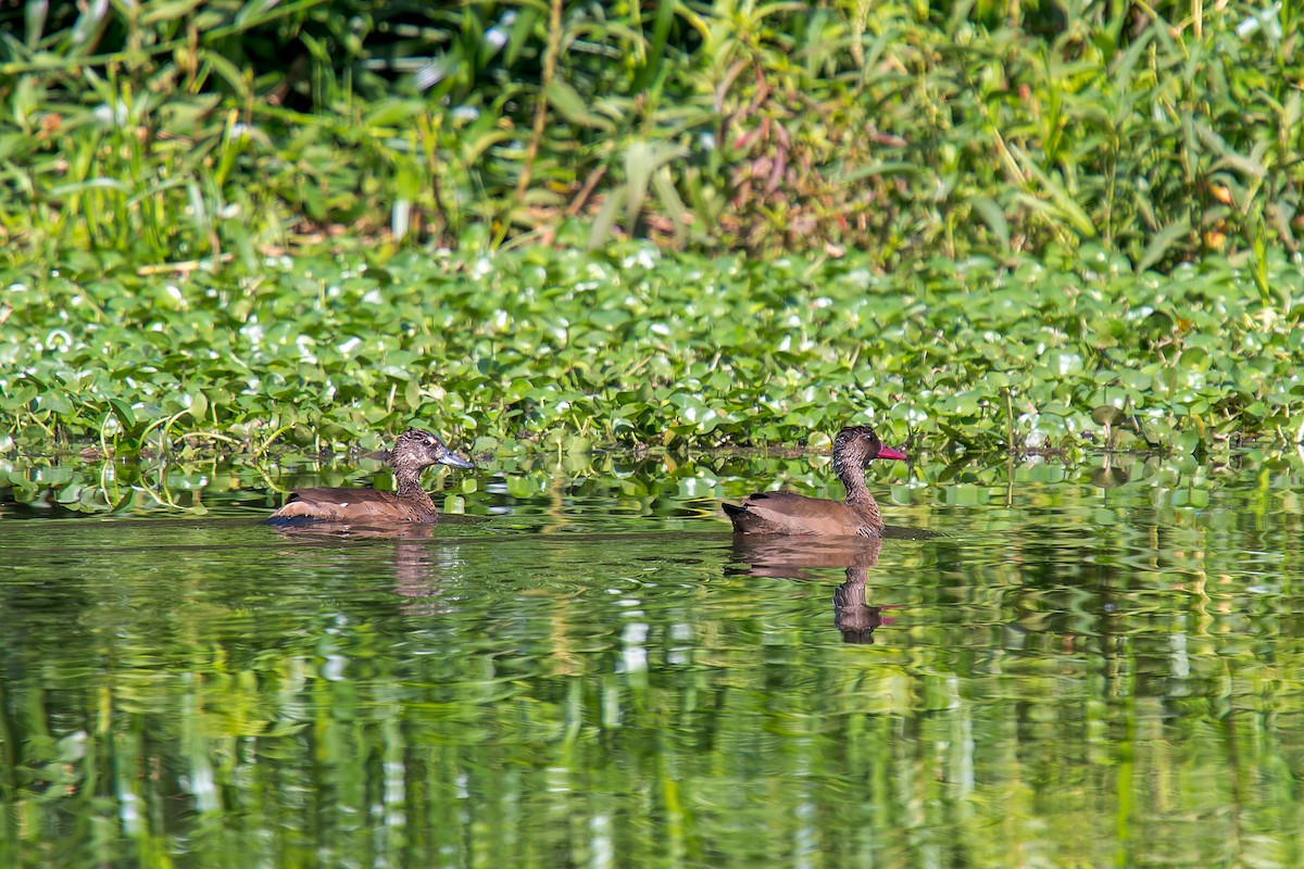 Чирянка бразильська - ML646805705