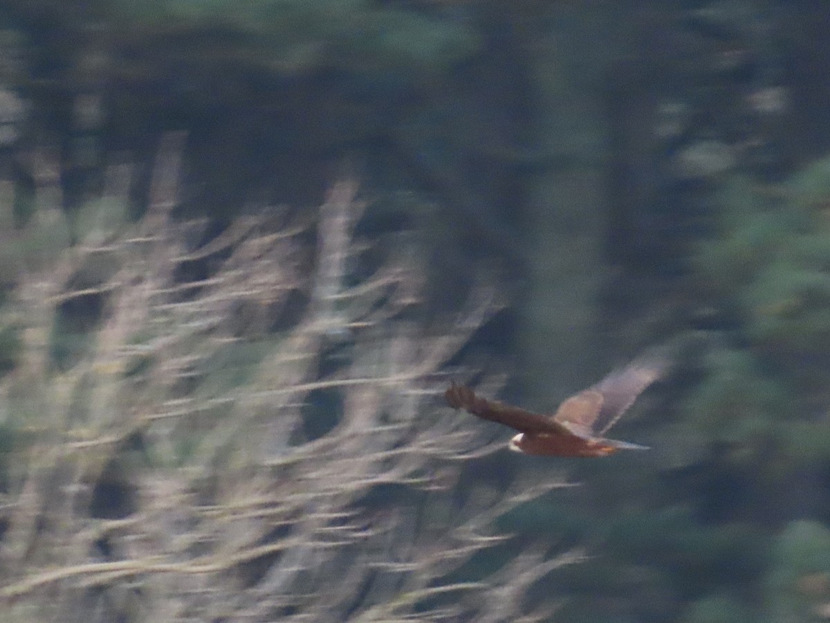 Western Marsh Harrier - ML646805706