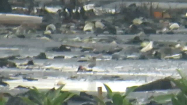 Tibet Cılıbıtı - ML646805711