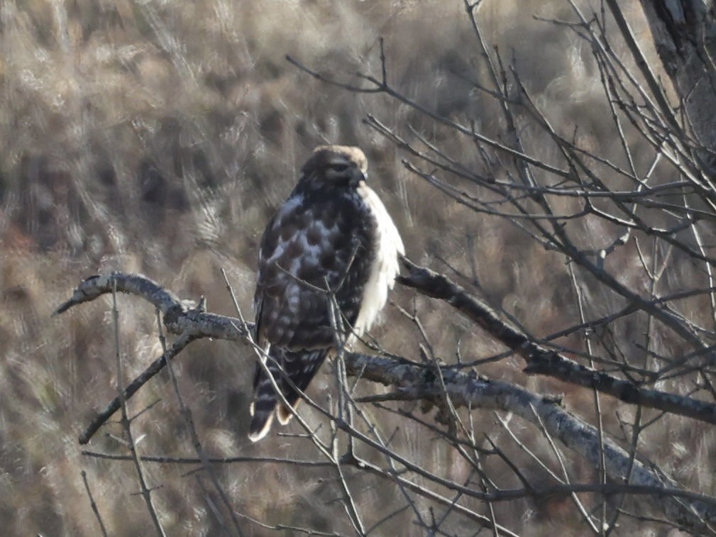 Red-shouldered Hawk - ML646805713