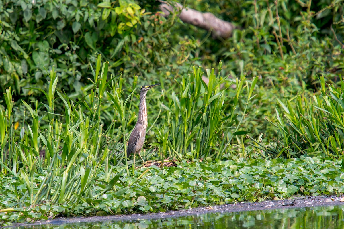 Чапля смугаста - ML646805727