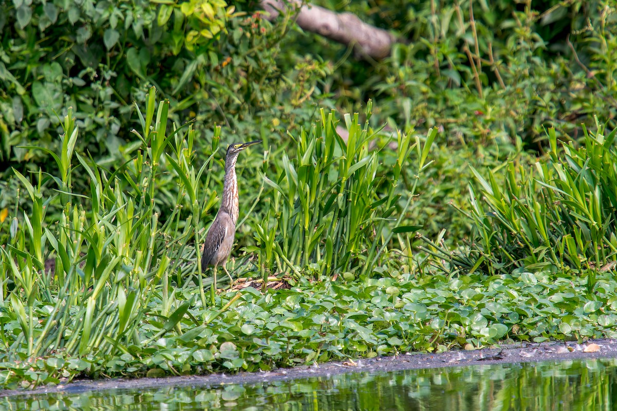 Чапля смугаста - ML646805728