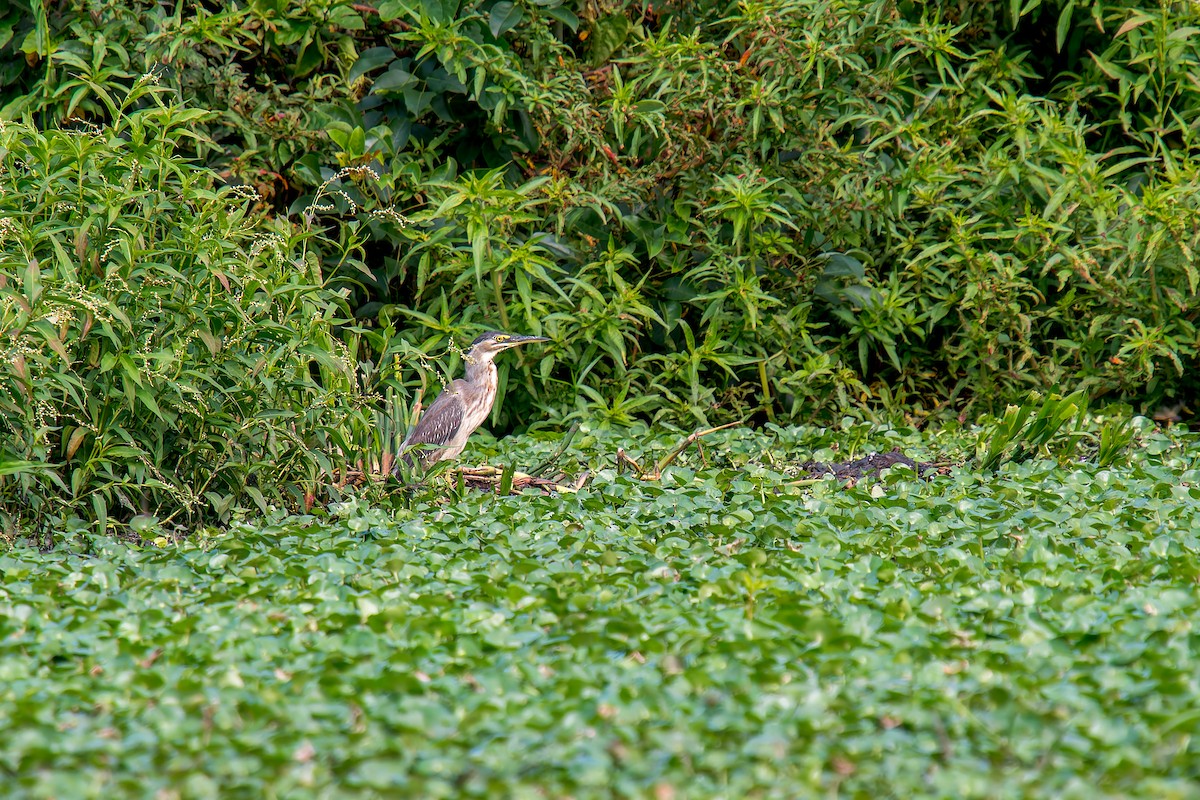 Чапля смугаста - ML646805729