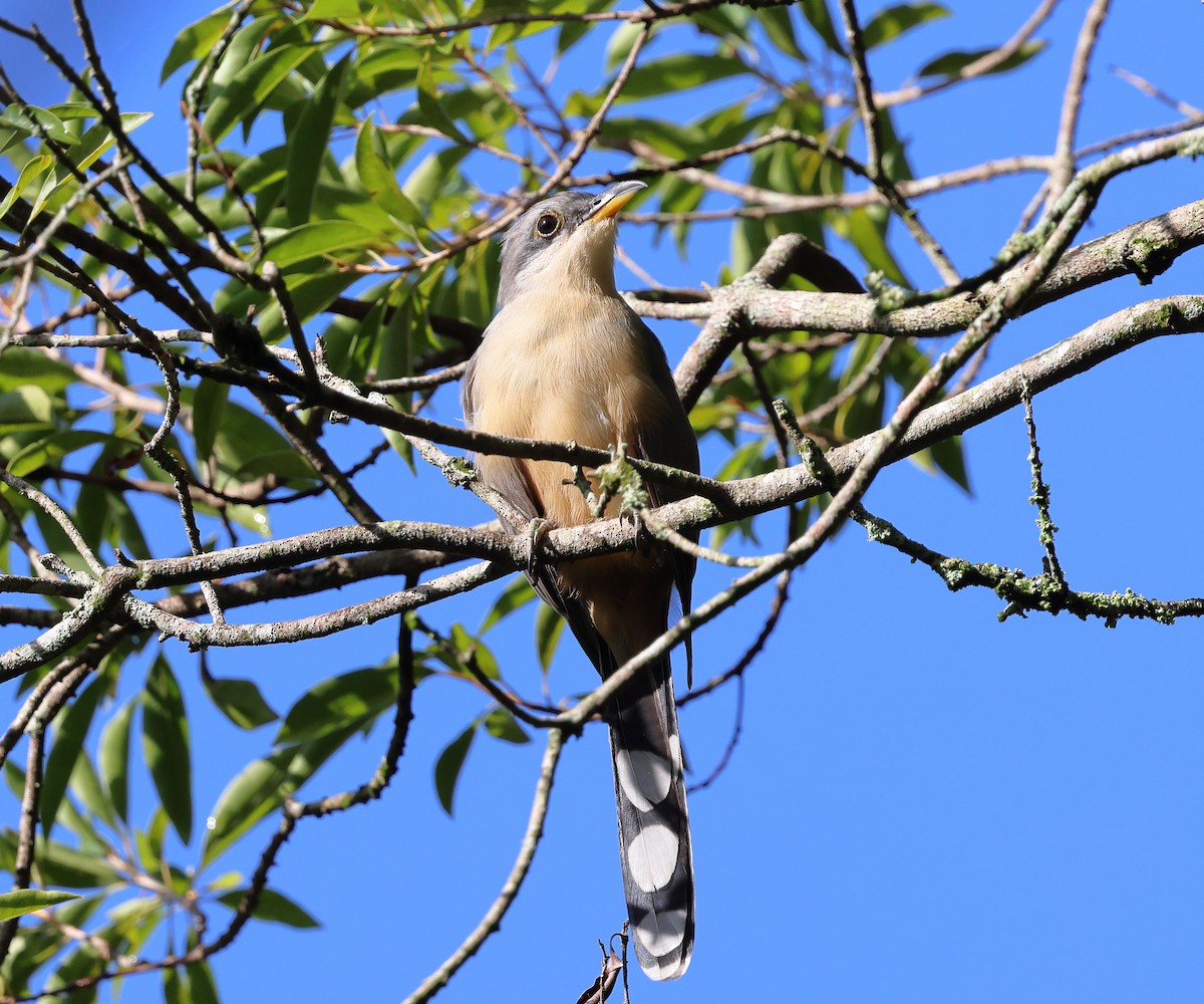 Cuclillo de Manglar - ML646805730