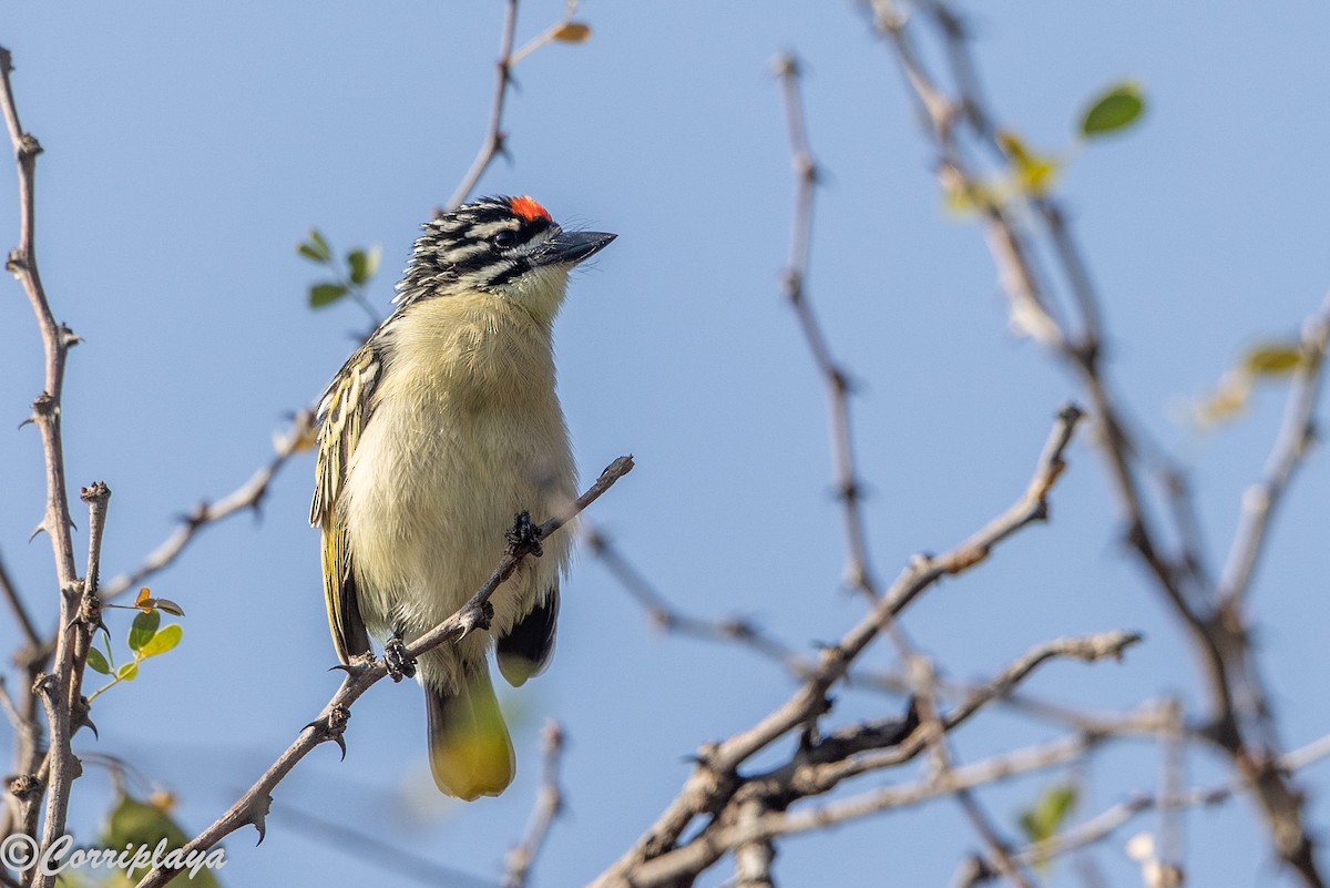 Northern Red-fronted Tinkerbird - ML646805736