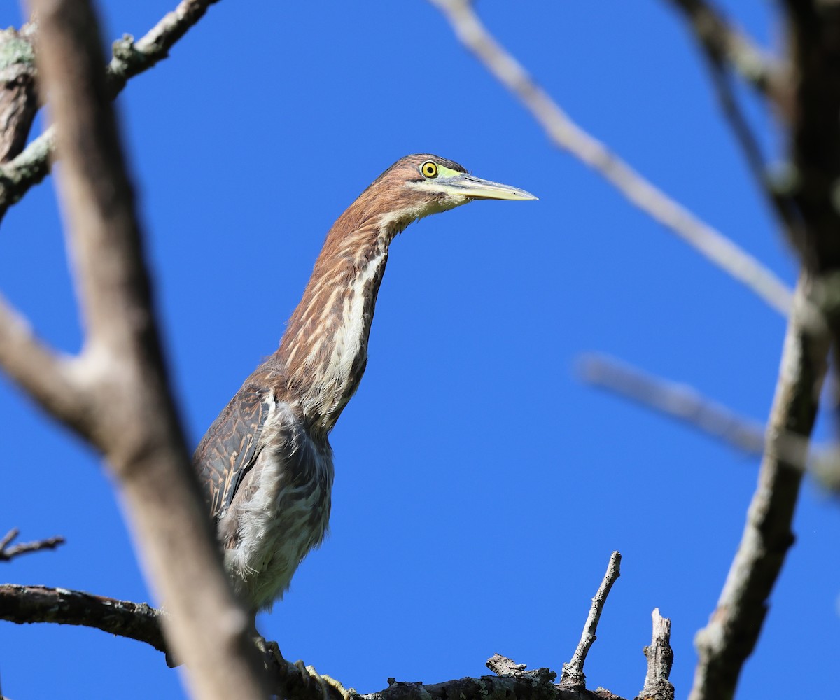 Garcilla Verde - ML646805737