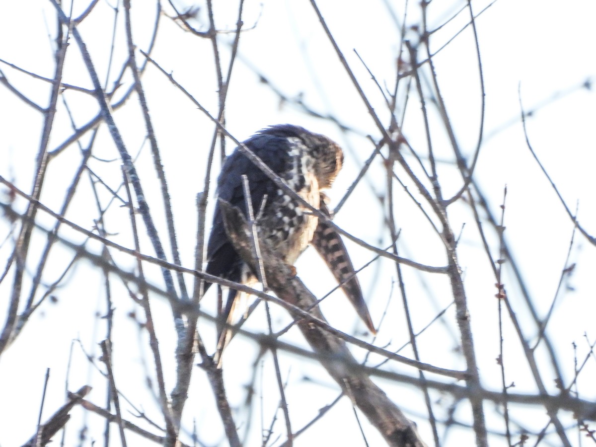 בז גמדי - ML646805740