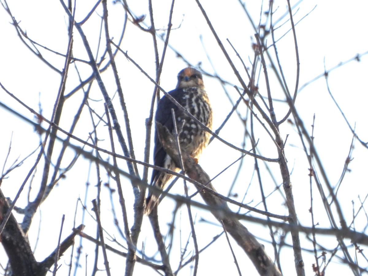 בז גמדי - ML646805741