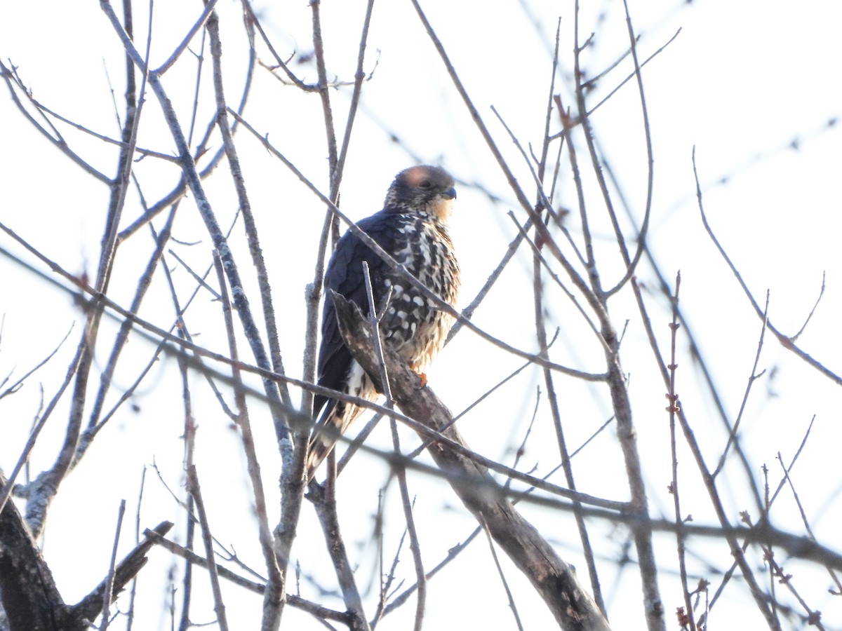 בז גמדי - ML646805742