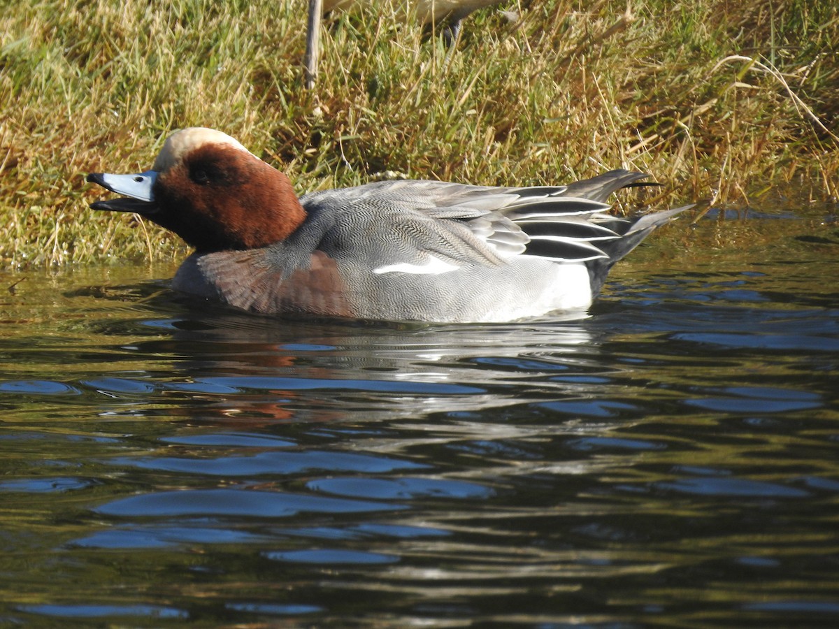 Eurasian Wigeon - ML646805745
