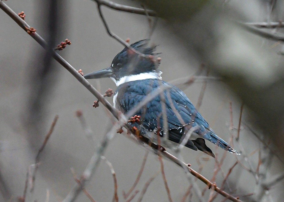 Belted Kingfisher - ML646805746