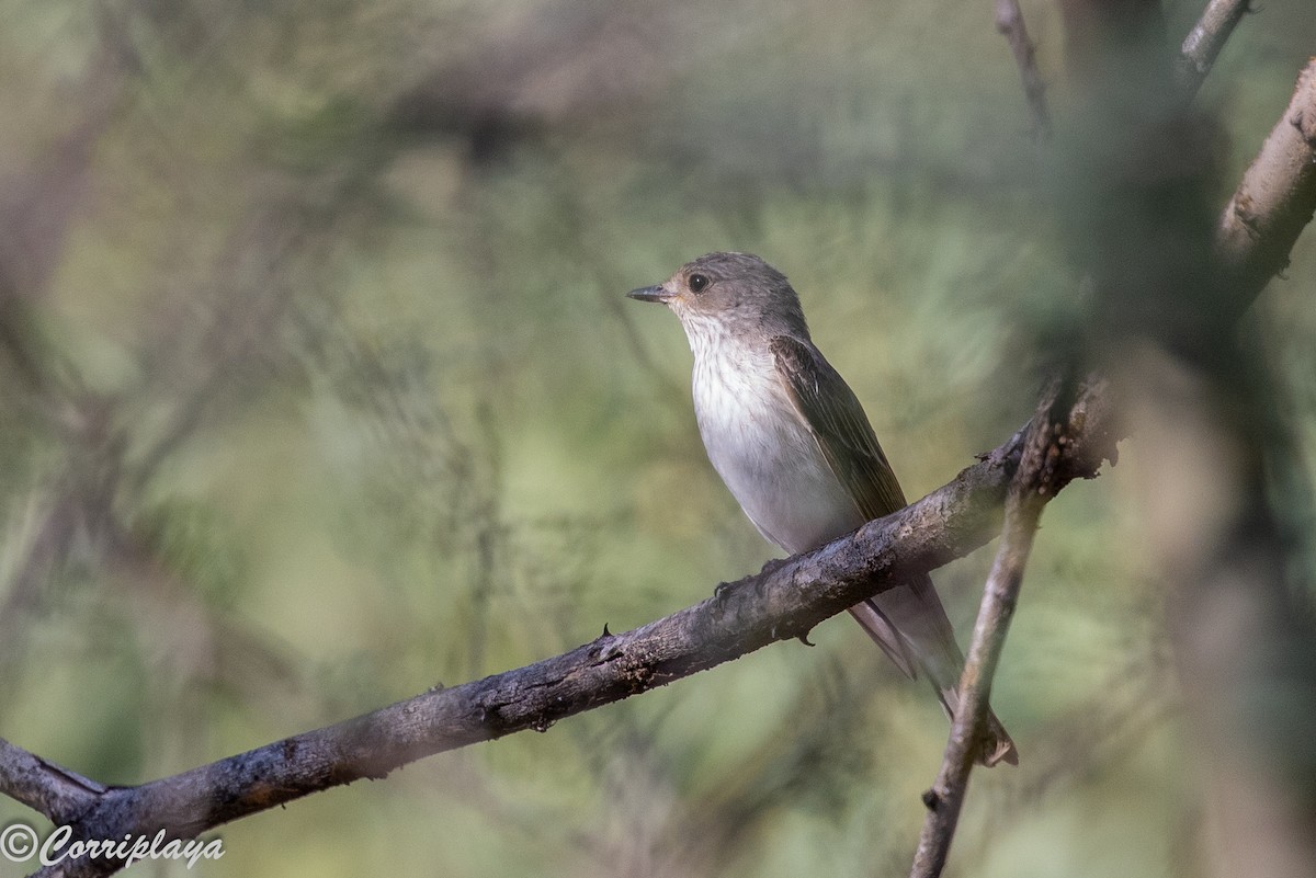 Мухоловка сіра - ML646805748