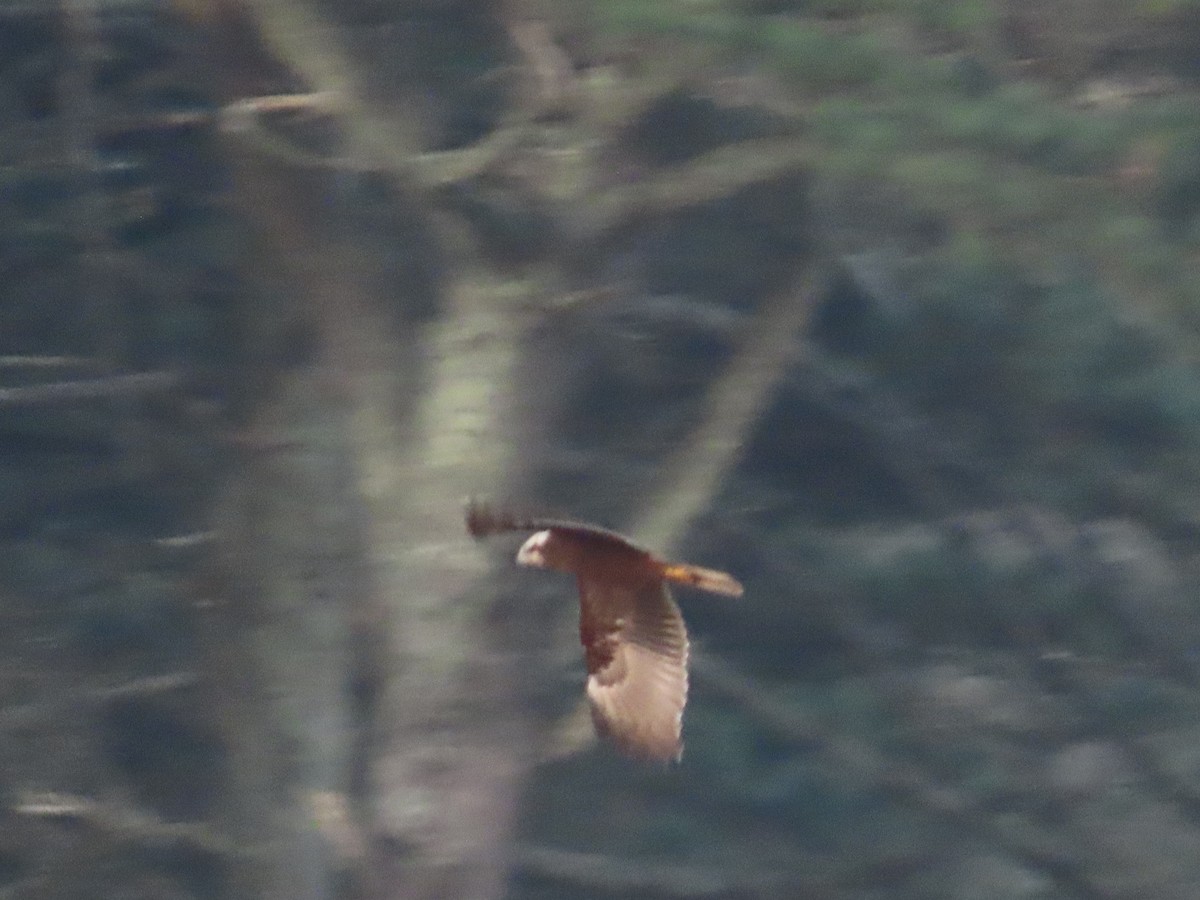 Western Marsh Harrier - ML646805750