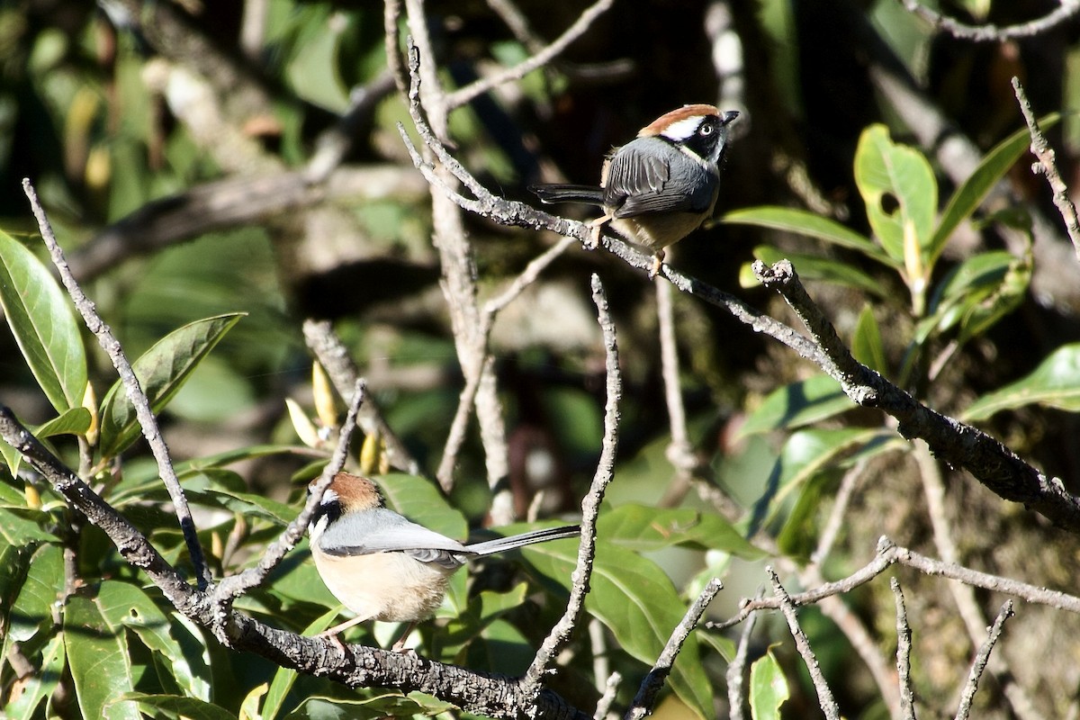 mlynařík kaštanovotemenný - ML646805751