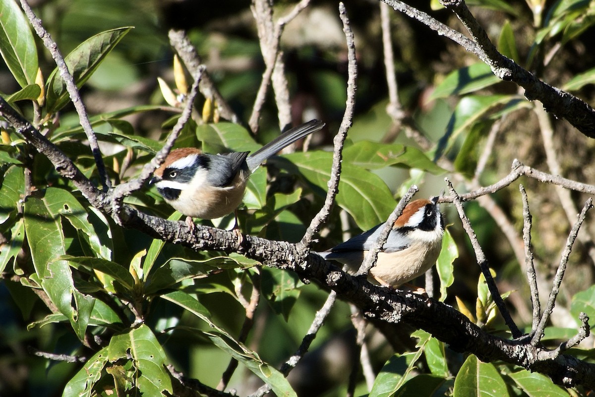 mlynařík kaštanovotemenný - ML646805752