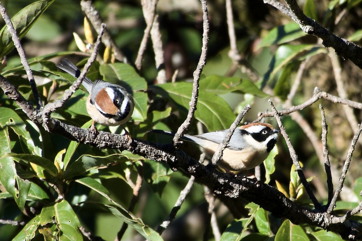 mlynařík kaštanovotemenný - ML646805753