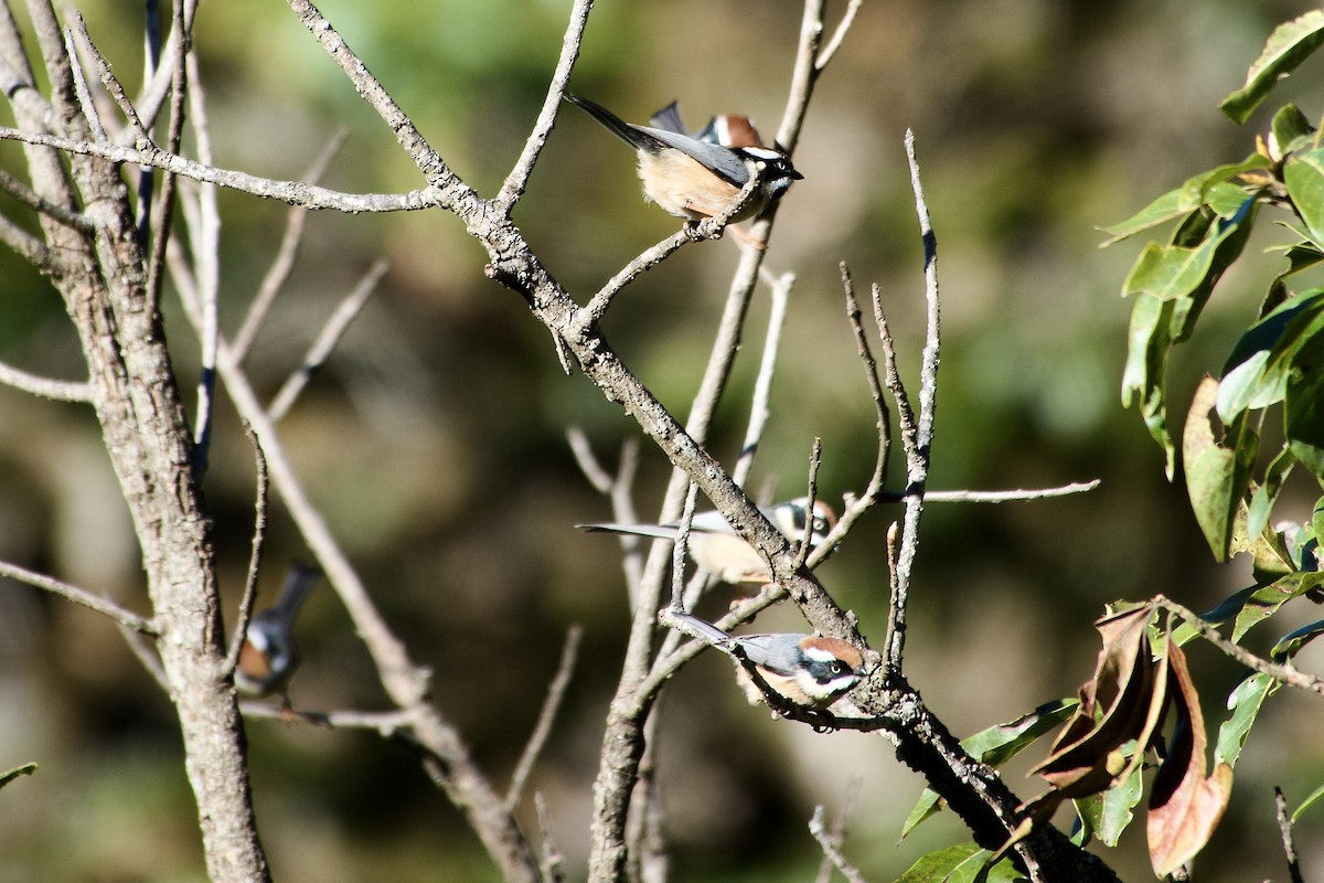 mlynařík kaštanovotemenný - ML646805754