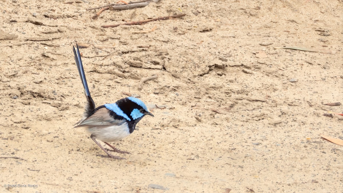 Prachtstaffelschwanz - ML646805755