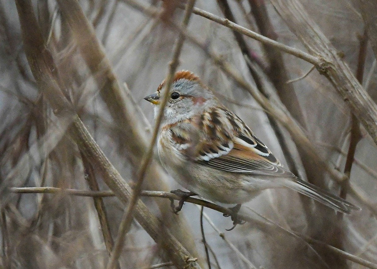 American Tree Sparrow - ML646805756