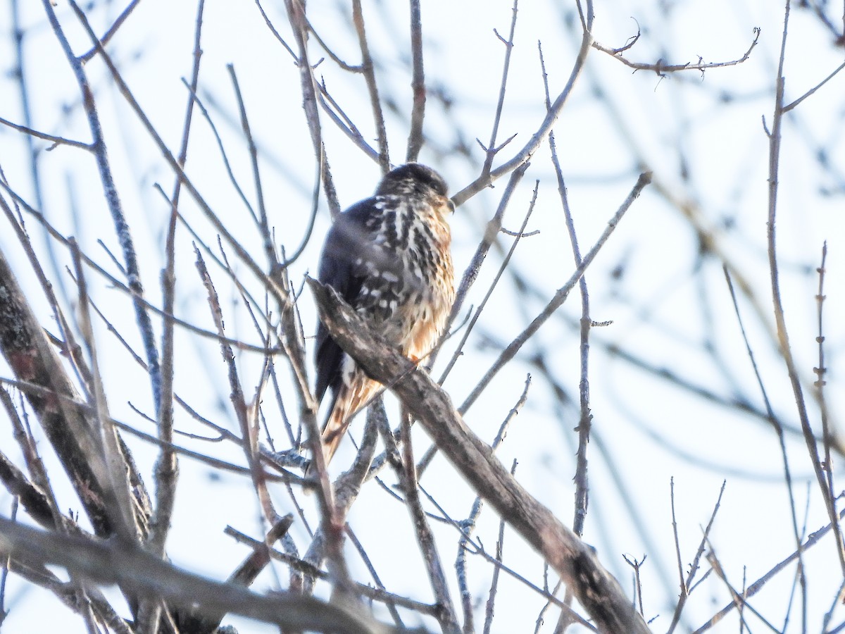 בז גמדי - ML646805758