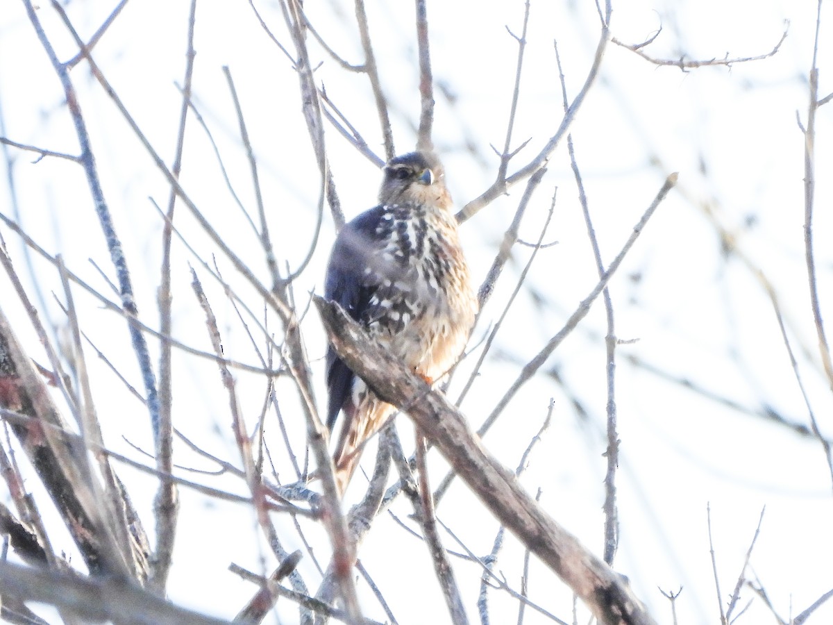 בז גמדי - ML646805759